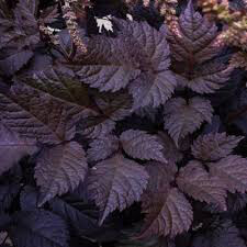 Astilbe &#39;Chocolate Shogun&#39; 8&quot;