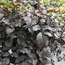 Astilbe &#39;Chocolate Shogun&#39; 8&quot;