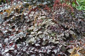 Astilbe &#39;Chocolate Shogun&#39; 8&quot;