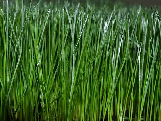  Grass Seed  sun and shade - 50 lbs