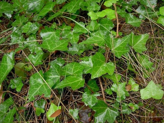 English Ivy 4&quot;