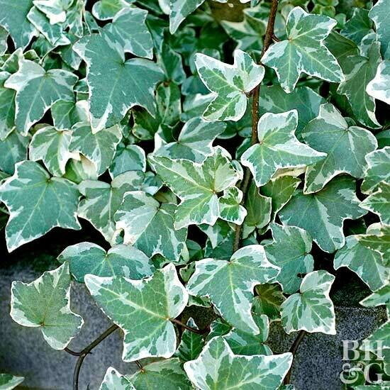 English Ivy 4&quot;