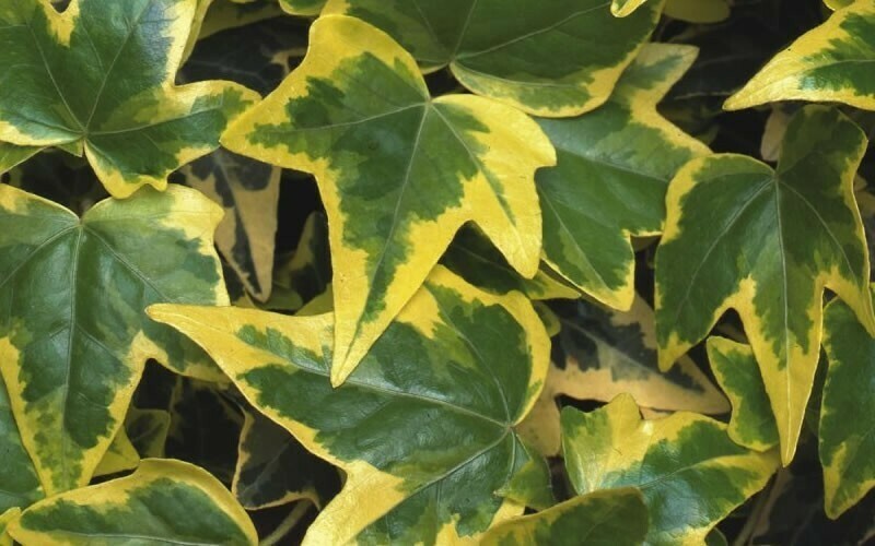English Ivy 4&quot;, Variety: Gold Child
