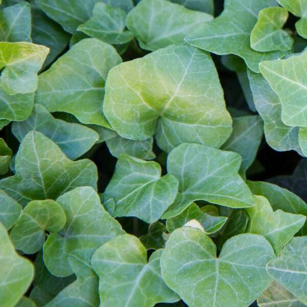 English Ivy 4&quot;