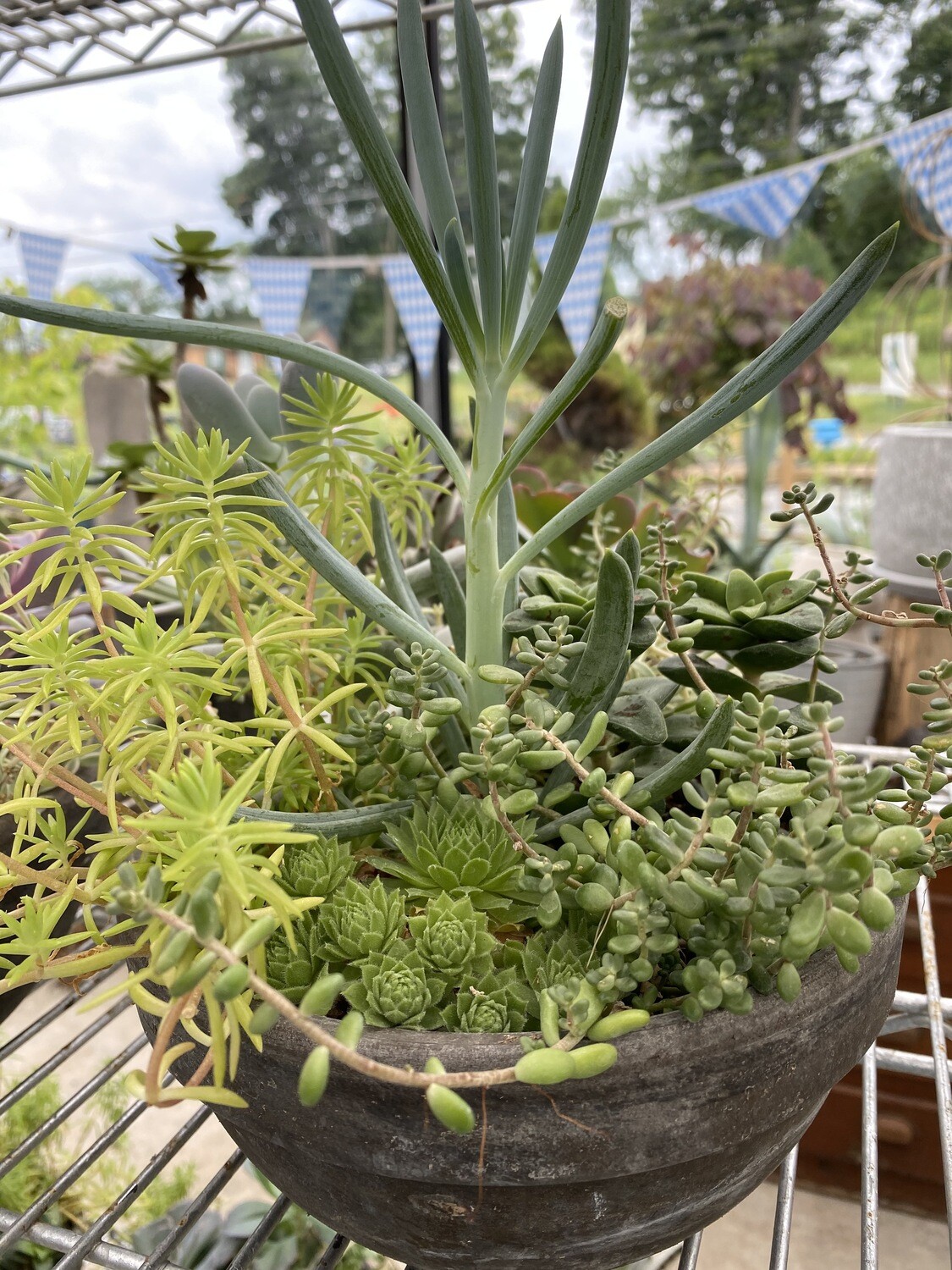 7.5&quot; Coco Clay Mix Planter