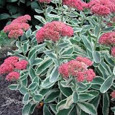Sedum &#39;Frosted Fire&#39; 1 gal