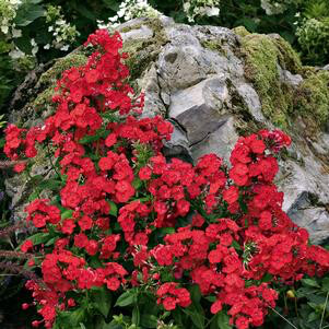 Phlox &#39;Volcano Red&#39; 1 gal