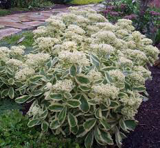 Sedum 'Frosted Fire' 1 gal