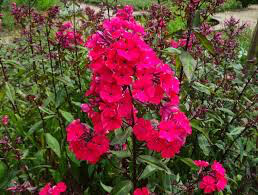 Phlox &#39;Volcano Red&#39; 1 gal