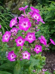 Phlox &#39;Volcano Purple w/ White Eye&#39; 2 gal