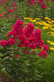 Phlox &#39;Volcano Red&#39; 1 gal