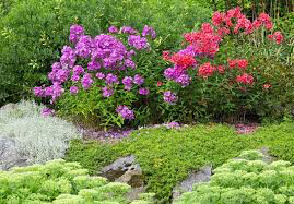 Phlox &#39;Volcano Red&#39; 1 gal
