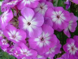 Phlox &#39;Volcano Purple w/ White Eye&#39; 2 gal