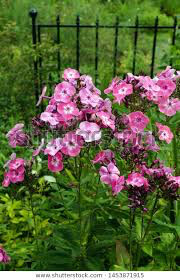 Phlox &#39;Volcano Pink w/ White Eye&#39; 1 gal