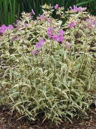 Phlox &#39;Triple Play Smooth&#39; 1 qt