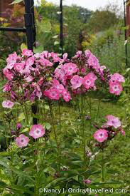 Phlox &#39;Volcano Pink w/ White Eye&#39; 1 gal