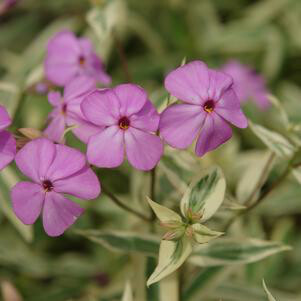 Phlox &#39;Triple Play Smooth&#39; 1 qt
