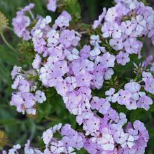 Phlox &#39;Opening Act Blush&#39; 1 gal