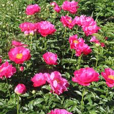 Peony &#39;Paula Fay&#39; 3 gal