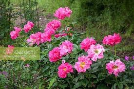 Peony &#39;Paula Fay&#39; 3 gal