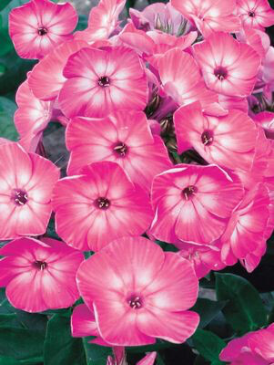 Phlox &#39;Volcano Pink w/ White Eye&#39; 1 gal