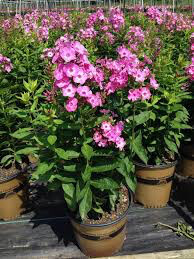 Phlox &#39;Volcano Pink w/ White Eye&#39; 1 gal