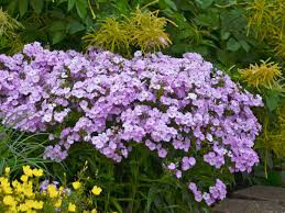 Phlox &#39;Opening Act Blush&#39; 1 gal