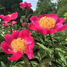 Peony 'Paula Fay' 3 gal