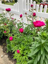 Peony &#39;Karl Rosenfield&#39; 3 gal