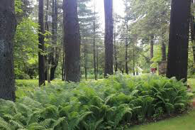 Osmundastrum cinnamomeum Cinnamon Fern 1 gal