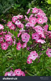 Phlox &#39;Volcano Pink w/ White Eye&#39; 1 gal