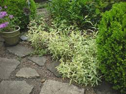 Phlox 'Triple Play Smooth' 1 qt