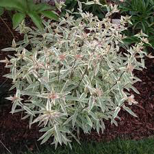 Phlox &#39;Triple Play Smooth&#39; 1 qt