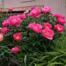 Peony &#39;Paula Fay&#39; 3 gal