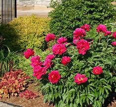 Peony &#39;Karl Rosenfield&#39; 3 gal