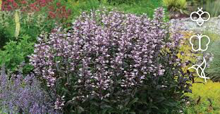 Penstemon - Beard Tongue Dark Towers (8&quot;)