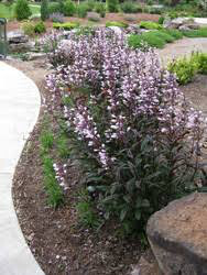 Penstemon - Beard Tongue Dark Towers (8&quot;)