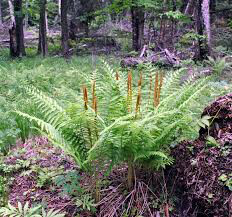 Osmundastrum cinnamomeum Cinnamon Fern 1 gal