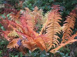 Osmundastrum cinnamomeum Cinnamon Fern 1 gal