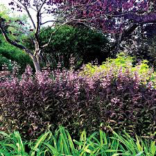Penstemon - Beard Tongue Dark Towers (8&quot;)