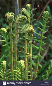 Osmundastrum cinnamomeum Cinnamon Fern 1 gal