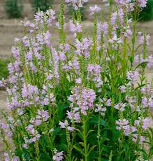 Obedient Plant Physostegia virginiana &#39;Pink Manners&#39; 1 gal