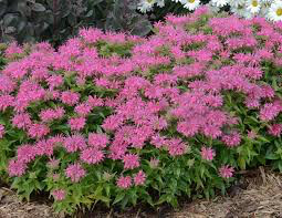 Monarda &#39;Pardon My Pink&#39; 1 gal.