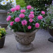 Monarda 'Pardon My Pink' 1 gal.