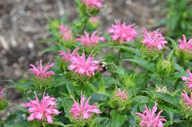 Monarda &#39;Pardon My Pink&#39; 1 gal.