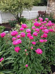 Peony &#39;Karl Rosenfield&#39; 3 gal