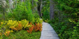 Osmundastrum cinnamomeum Cinnamon Fern 1 gal