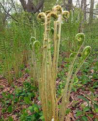 Osmundastrum cinnamomeum Cinnamon Fern 1 gal