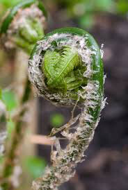 Osmundastrum cinnamomeum Cinnamon Fern 1 gal