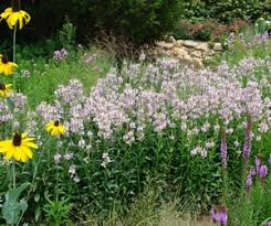 Obedient Plant Physostegia virginiana &#39;Pink Manners&#39; 1 gal
